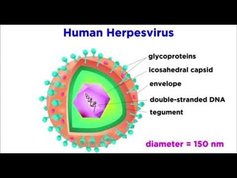 Herpes simplex virus 1&2 смотреть онлайн