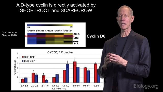 Philip Benfey (Duke, HHMI) 2: Root Form and Function смотреть онлайн
