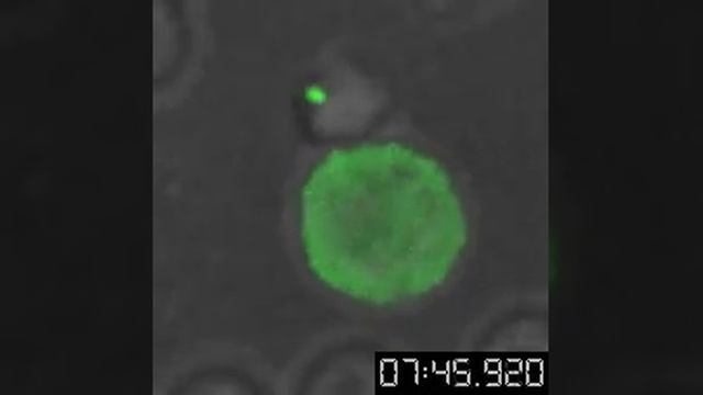Transfer of an entire synaptic button from one T cell to another смотреть онлайн
