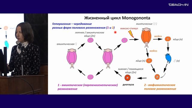 Богомолова Е.В. - Зоология беспозвоночных - 17. Тип Коловратки (Rotifera); тип Немертины (Nemertini)