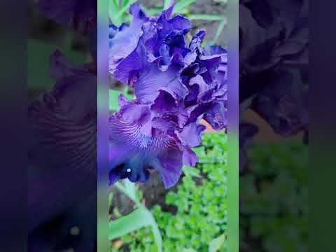 #моистихи Зазвенело лето🤗 смотреть онлайн