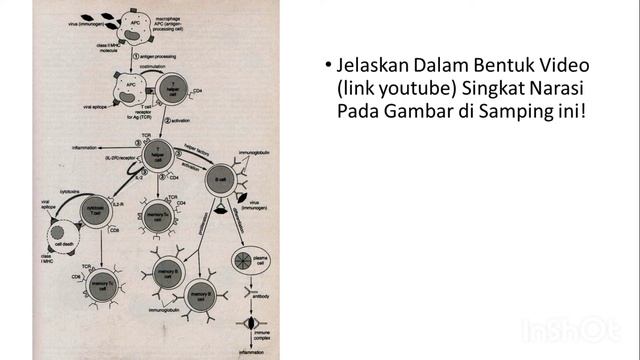 UTS IMUNOLOGI смотреть онлайн