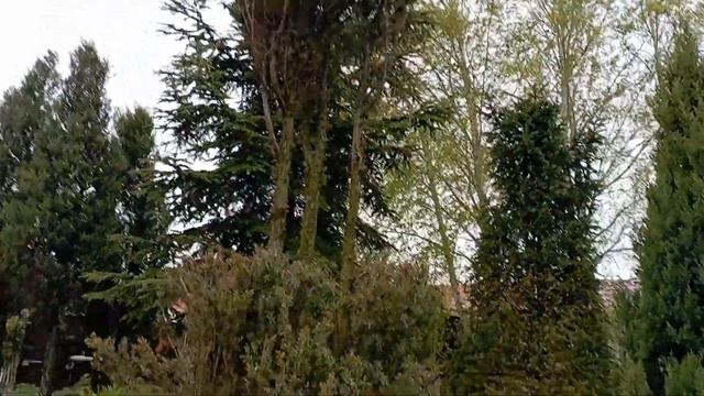 Одна из зон хвойных растений смотреть онлайн