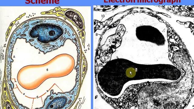Cardiovascular System. Video-lecture By Zimatkin (15-16)
