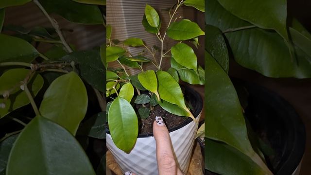 Супер удобрение для комнатных растений. смотреть онлайн