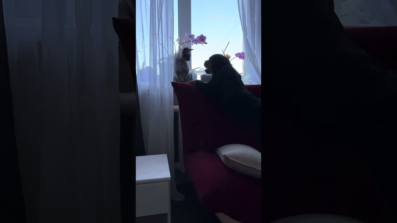 Ротвейлер Афина и сфинкс Чипс. Забавные животные смотреть онлайн