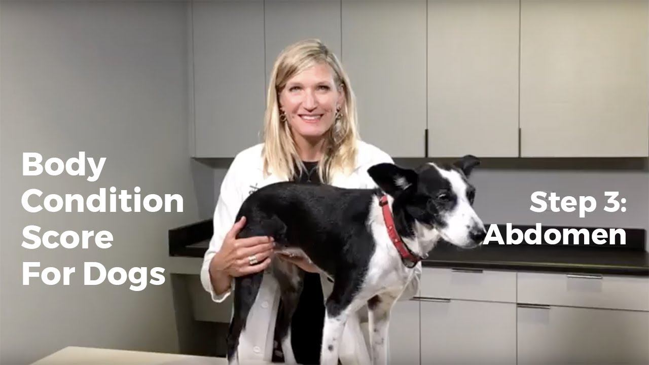 Body Condition Score For Dogs: Step 3, Abdomen смотреть онлайн