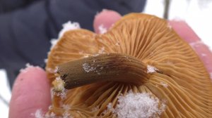 Зимние грибы! Грибы в лесу в декабре!