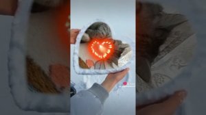 моя кошка Буся