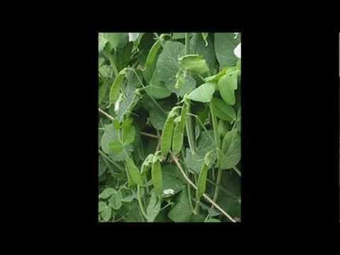 закони МЕНДЕЛЯ.flv смотреть онлайн