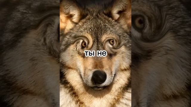 ВОЛК смотреть онлайн