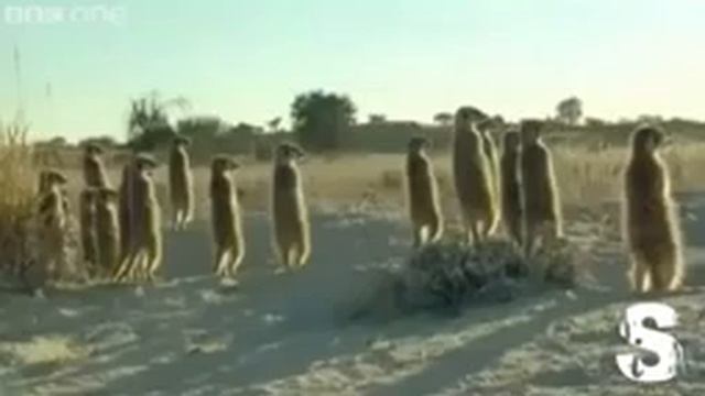 Animali parlanti смотреть онлайн