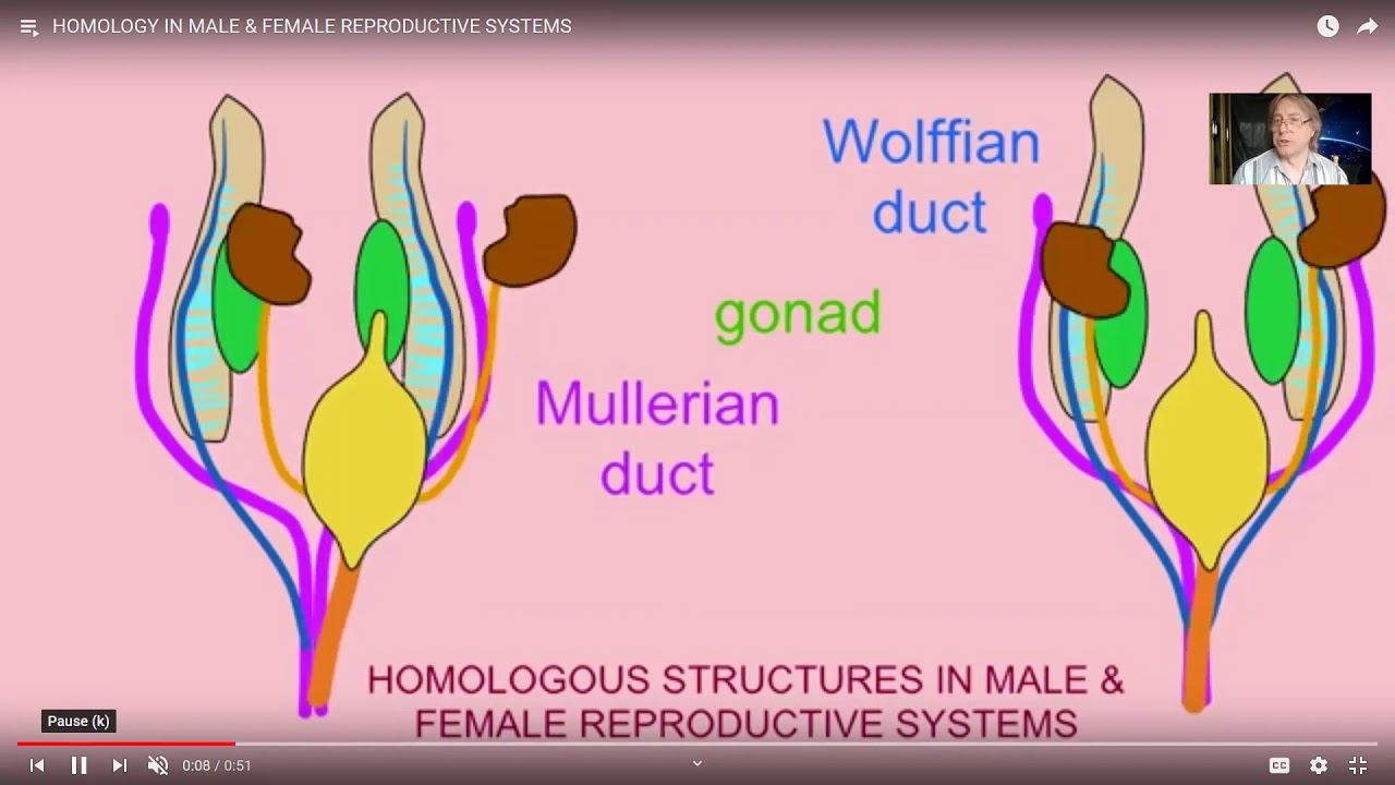 female reproductive system смотреть онлайн