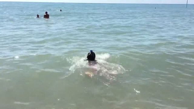 Скарпиленд. Даша ныряет смотреть онлайн