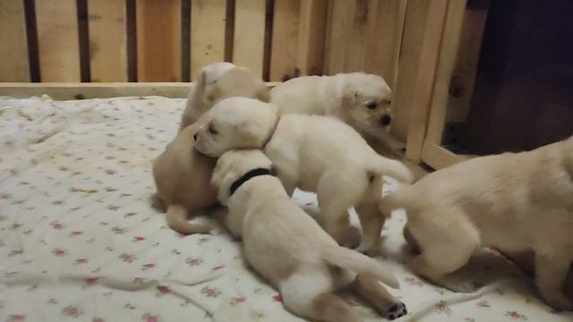 щенки лабрадора 22 дня.mp4 смотреть онлайн