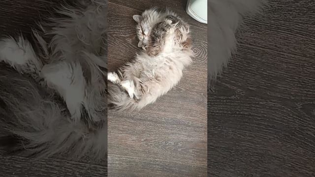 Старушка моя.