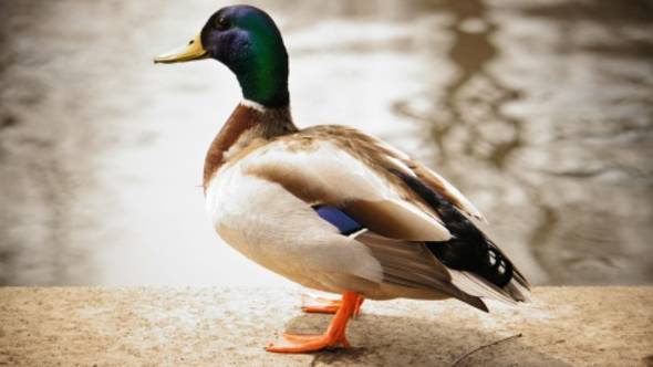 ABC Quack-quack! смотреть онлайн