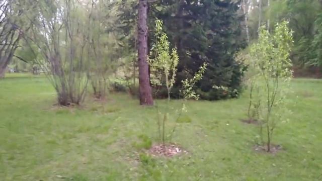 The botanic garden: a forest park with natutal infrastructure смотреть онлайн