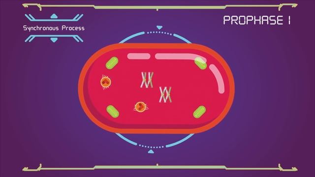 What is Meiosis? | Animated Explanation смотреть онлайн