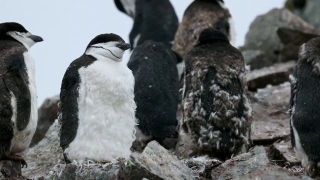 "Чувства". 4 декабря. Мужество меняться. Ежедневник для созависимых. смотреть онлайн
