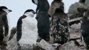 "Чувства". 4 декабря. Мужество меняться. Ежедневник для созависимых.