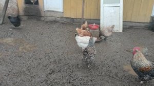 Почему куры🐔 петухи🐓 друг у друга выщипывают перья? Отвечаю на комментарии 🤔