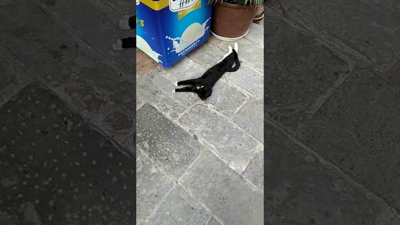 Кошки собаки в Куньмине 😃 смотреть онлайн