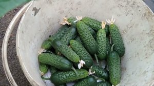 Огурец Герман. Как правильно собрать первые.