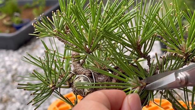 ミニ盆栽　黒松の芽切り　時期は？　秋の姿も一緒に見てね！When is the mini bonsai black pine shoot cut?短葉法short leaf method смотреть онлайн