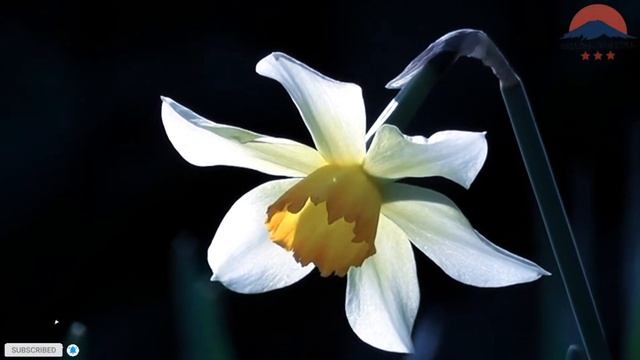 The Most Beautiful Flowers Collection || 1Hour Relaxing Music || Calm Music @Natural_Beautiful_Vlog смотреть онлайн