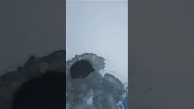 Зарыбление неравнодушными рыбаками
Кронштадтское водохранилище Кронштадтка смотреть онлайн