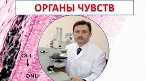 Лекция №9 Органы чувств- доцент Лугин И. A.