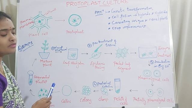 Protoplast Culture - Plant Biotechnology Lecture 20 @leelamani4091 смотреть онлайн