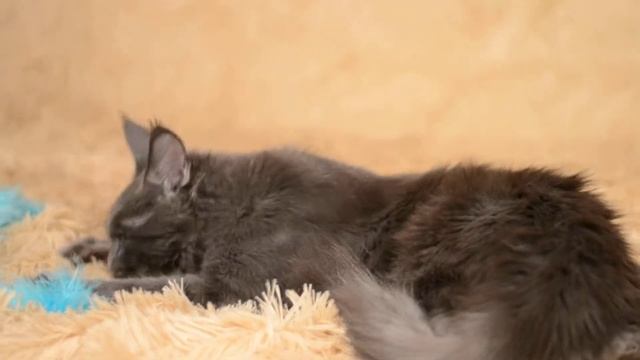 Afina (maine coon) смотреть онлайн