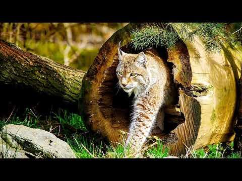 Wild Serbia 🐺🐻/ Divlja Srbija 🐺🐻 | New Year Special 🎄/ Novogodisnji Specijal 🎄 смотреть онлайн