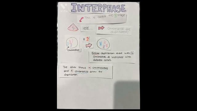 B Cell смотреть онлайн