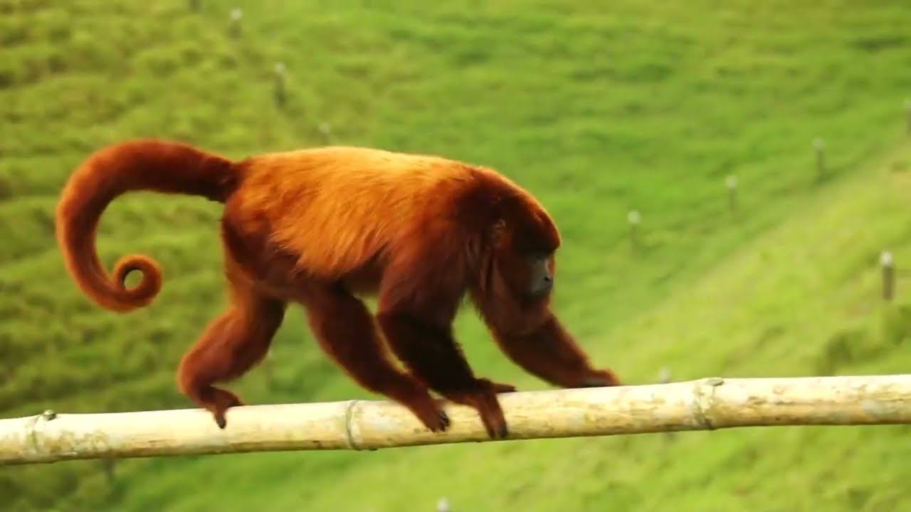 Howler Monkey | Howler Monkey fauna finland | True Nature| смотреть онлайн