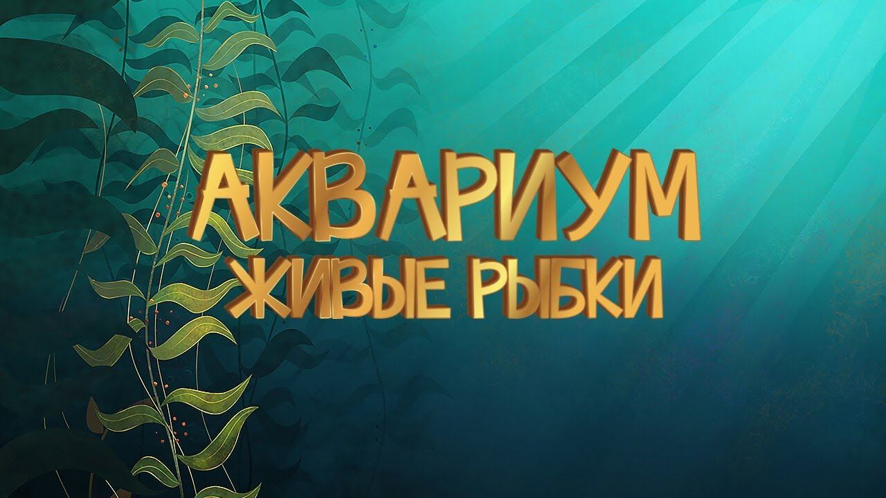 Живой аквариум #72 - Заставка для ТВ смотреть онлайн