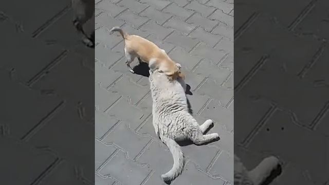 20170523 115337 смотреть онлайн