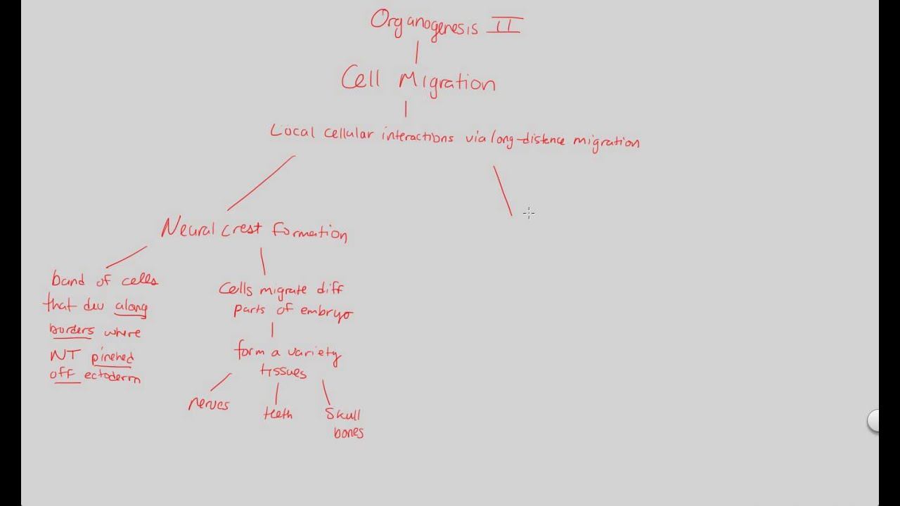 Development II - Organogenesis II | BIALIGY.com смотреть онлайн