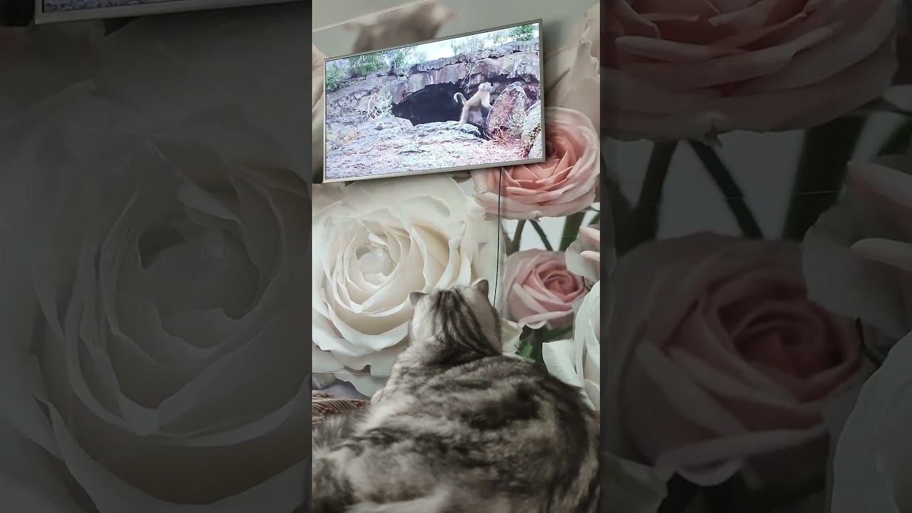 Кусь Просмотр ТВ смотреть онлайн