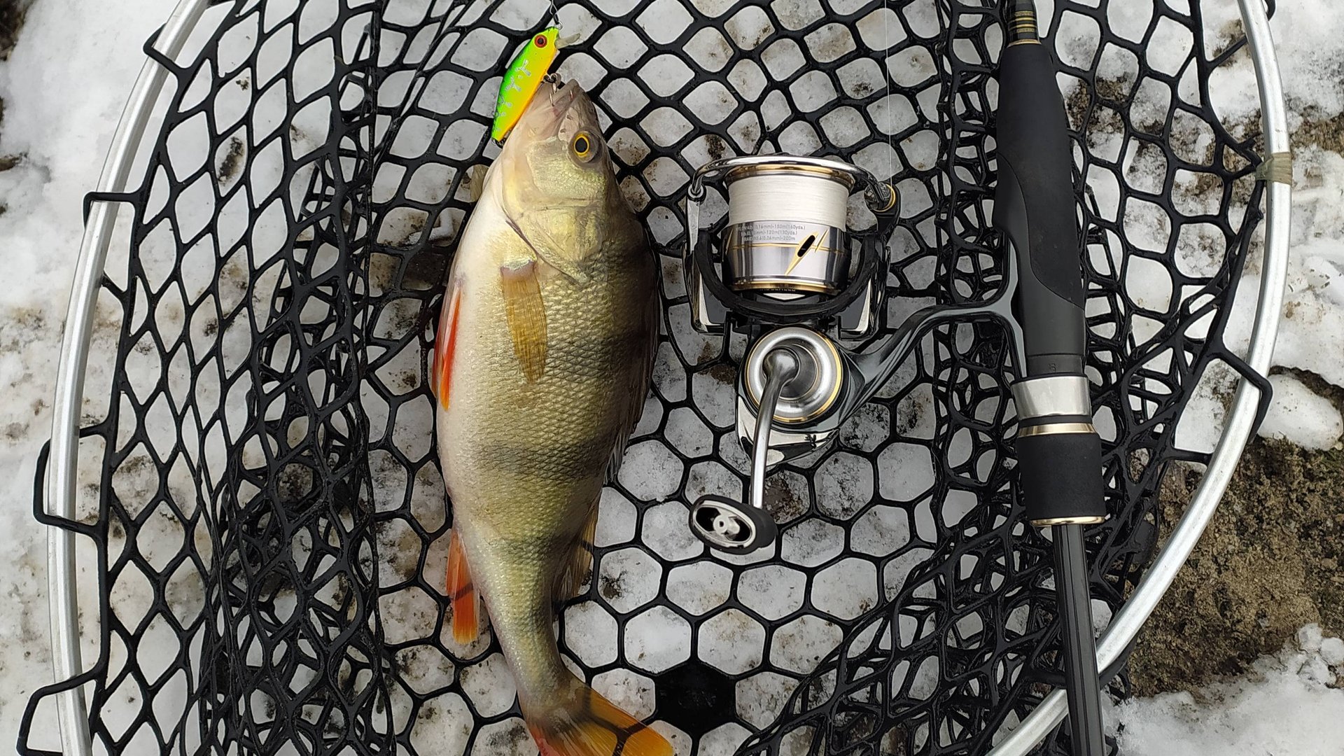 Десна, воблерная прогулка 25 ноября 2024 года