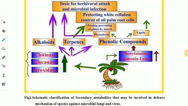Metabolismo secundario смотреть онлайн