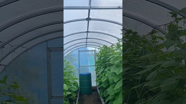 Отзыв о теплица Гарант! смотреть онлайн