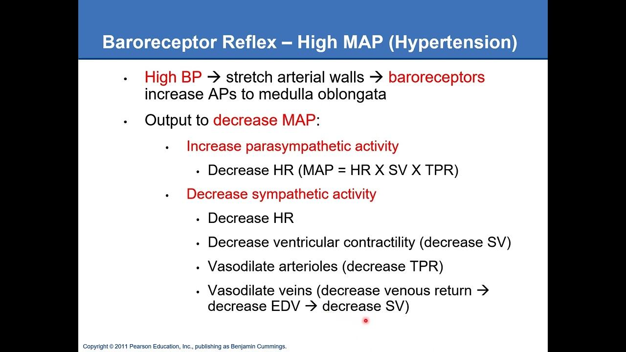 2420 Ch14 Regulation of MAP and Blood Flow Part 2 Audio смотреть онлайн