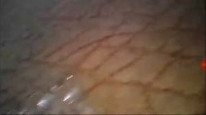 Брудер для перепелов и закладка яиц.