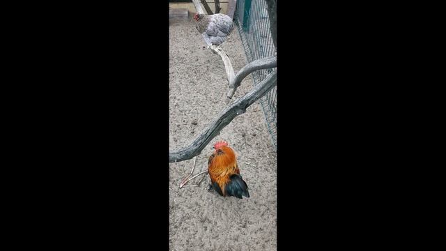 Курятник в Спасском монастыре в Муроме смотреть онлайн