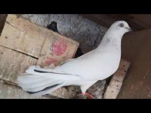 Голуби. Таджикистана  🇹🇯 Г. Вахдат.  Акай. Тохир