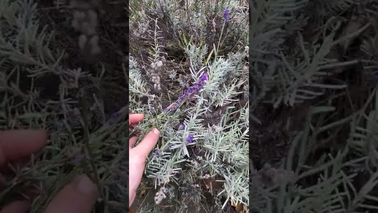 ЛАВАНДА ЦВЕТЕНИЕ Ботанический сад Беларусь Минск // Belarus Minsk Botanical garden LAVENDER FLOWERS смотреть онлайн