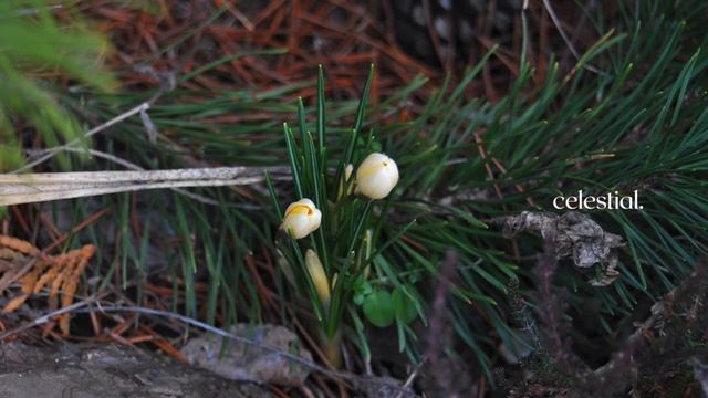 Signs of spring 🌺🍀 || celestial. 20 смотреть онлайн